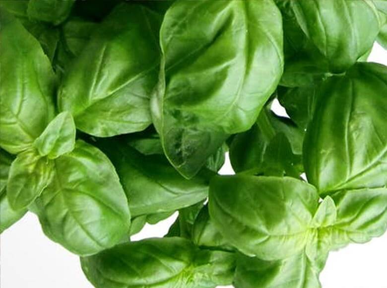 Fresh Vegetables & Fruits